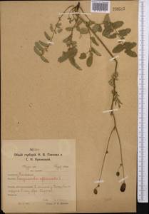 Sanguisorba officinalis L., Middle Asia, Northern & Central Kazakhstan (M10) (Kazakhstan)