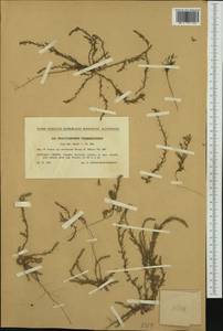 Polycnemum verrucosum Láng, Western Europe (EUR) (Slovakia)