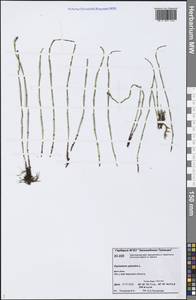 Equisetum palustre L., Siberia, Central Siberia (S3) (Russia)