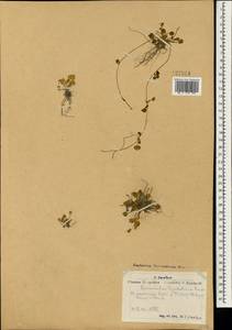 Halerpestes sarmentosus (Adams) Kom., Mongolia (MONG) (Mongolia)