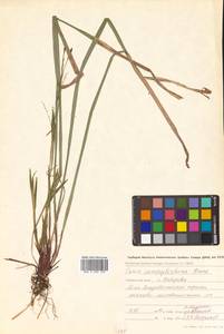 Carex auriculata Franch., Siberia, Russian Far East (S6) (Russia)