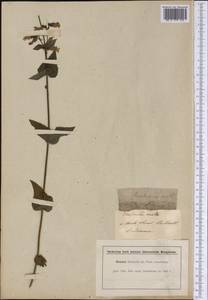 Penstemon ovatus Dougl., America (AMER) (United Kingdom)