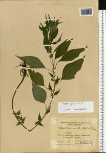 Parietaria officinalis L., Eastern Europe, Moldova (E13a) (Moldova)
