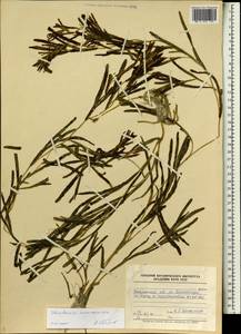 Stuckenia macrocarpa (Dobrocz.) Tzvelev, Eastern Europe, Eastern region (E10) (Russia)