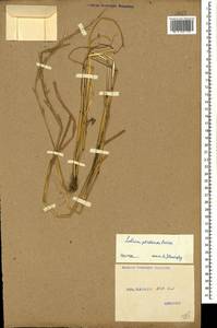 Lolium persicum Boiss. & Hohen., Caucasus, Stavropol Krai, Karachay-Cherkessia & Kabardino-Balkaria (K1b) (Russia)