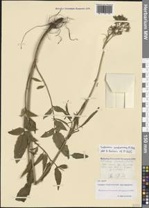 Valeriana cardamines M.Bieb., Caucasus, North Ossetia, Ingushetia & Chechnya (K1c) (Russia)