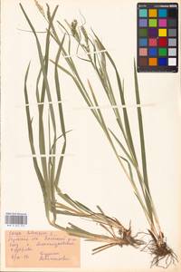 Carex sylvatica Huds., Eastern Europe, Central region (E4) (Russia)