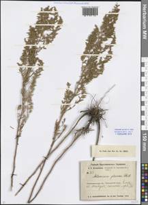 Artemisia glauca Pall. ex Willd., Middle Asia, Northern & Central Kazakhstan (M10) (Kazakhstan)
