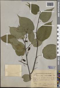 Actinidia kolomikta (Maxim. & Rupr.) Maxim., Siberia, Russian Far East (S6) (Russia)