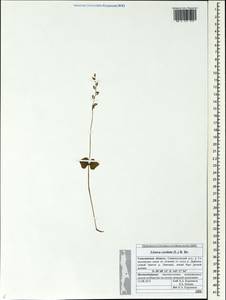 Neottia cordata (L.) Rich., Siberia, Russian Far East (S6) (Russia)