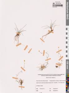 Ranunculus reptans L., Siberia, Chukotka & Kamchatka (S7) (Russia)