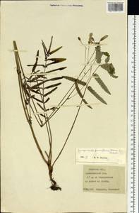 Poterium tenuifolium var. alba (Trautv. & C. A. Mey.), Siberia, Russian Far East (S6) (Russia)