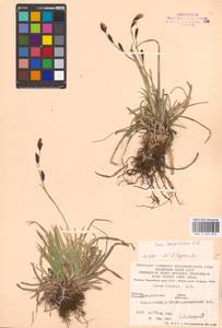 Carex sempervirens Vill., Eastern Europe, West Ukrainian region (E13) (Ukraine)