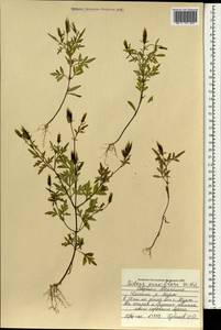 Bidens parviflora Willd., Mongolia (MONG) (Mongolia)