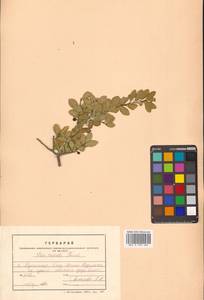 Ilex crenata Thunb., Siberia, Russian Far East (S6) (Russia)