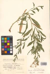 Rorippa austriaca (Crantz) Besser, Eastern Europe, Lower Volga region (E9) (Russia)