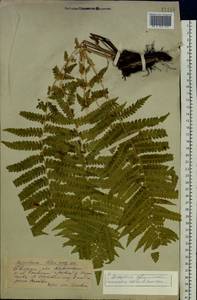 Dryopteris filix-mas (L.) Schott, Eastern Europe, Eastern region (E10) (Russia)