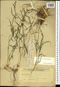 Cleistogenes serotina (L.) Keng, Caucasus, Azerbaijan (K6) (Azerbaijan)