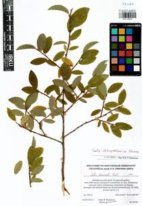 Salix dshugdshurica A. Skvortr., Siberia, Baikal & Transbaikal region (S4) (Russia)