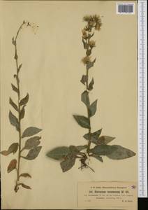 Hieracium racemosum Waldst. & Kit. ex Willd., Western Europe (EUR) (Austria)
