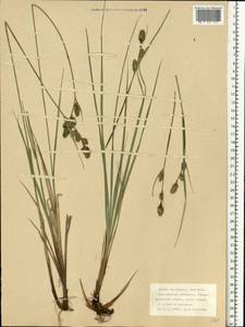 Carex buxbaumii Wahlenb., Eastern Europe, Northern region (E1) (Russia)