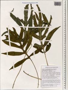 Leptochilus, South Asia, South Asia (Asia outside ex-Soviet states and Mongolia) (ASIA) (Vietnam)