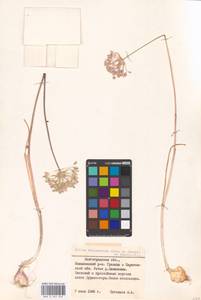 Allium delicatulum Siev. ex Schult. & Schult.f., Eastern Europe, Lower Volga region (E9) (Russia)