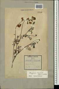 Hedysarum tauricum Pall. ex Willd., Crimea (KRYM) (Russia)