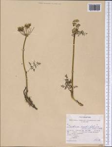 Cnidium cnidiifolium (Turcz.) Schischk., America (AMER) (United States)