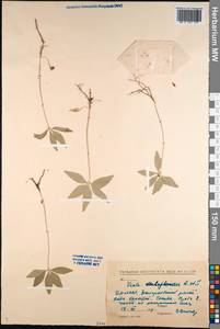 Viola dactyloides Roem. & Schult., Siberia, Baikal & Transbaikal region (S4) (Russia)