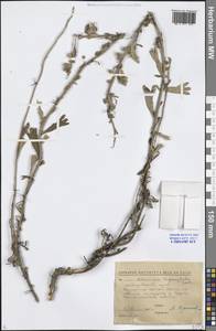 Artemisia lagocephala (Fisch. ex Besser) DC., Siberia, Russian Far East (S6) (Russia)