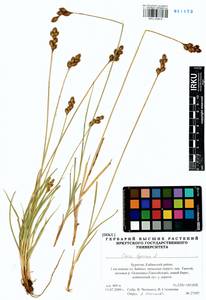 Carex leporina L., Siberia, Baikal & Transbaikal region (S4) (Russia)