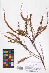 Tamarix laxa Willd., Middle Asia, Caspian Ustyurt & Northern Aralia (M8) (Kazakhstan)