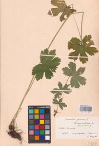 Geranium phaeum L., Eastern Europe, West Ukrainian region (E13) (Ukraine)