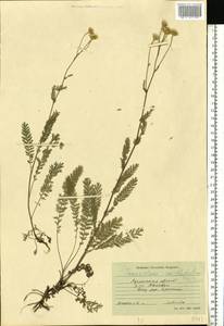 Tanacetum millefolium (L.) Tzvelev, Eastern Europe, North Ukrainian region (E11) (Ukraine)