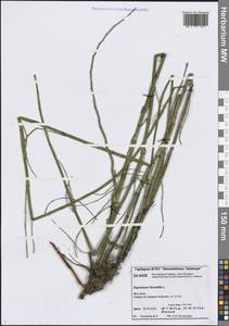 Equisetum fluviatile L., Siberia, Central Siberia (S3) (Russia)