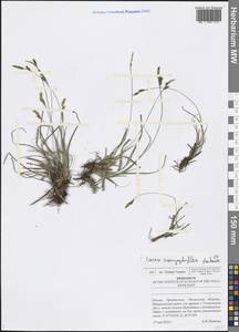 Carex caryophyllea Latourr., Eastern Europe, Middle Volga region (E8) (Russia)