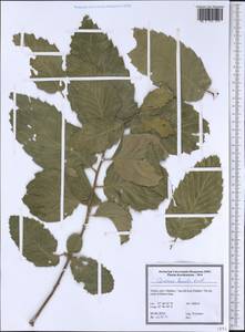 Quercus brantii Lindl., South Asia, South Asia (Asia outside ex-Soviet states and Mongolia) (ASIA) (Turkey)