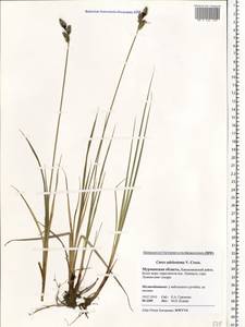 Carex adelostoma V.I.Krecz., Eastern Europe, Northern region (E1) (Russia)