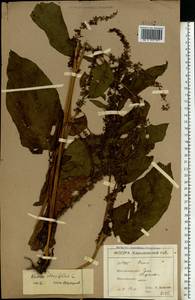 Rumex obtusifolius L., Eastern Europe, North Ukrainian region (E11) (Ukraine)