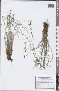 Carex nigra (L.) Reichard, Eastern Europe, Northern region (E1) (Russia)