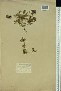 Oxytropis adamsiana (Trautv.)Jurtzev, Siberia, Baikal & Transbaikal region (S4) (Russia)