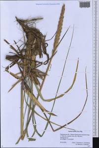 Leymus mollis (Trin.) Pilg., Siberia, Russian Far East (S6) (Russia)