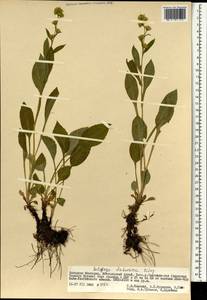 Solidago dahurica (Kitag.) Kitag. ex Juz., Mongolia (MONG) (Mongolia)