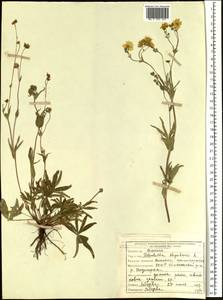 Potentilla stipularis L., Siberia, Yakutia (S5) (Russia)