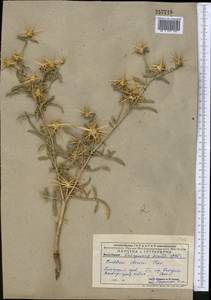 Centaurea iberica Trevis. ex Spreng., Middle Asia, Pamir & Pamiro-Alai (M2) (Uzbekistan)