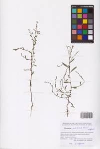 Polygonum arenarium subsp. pulchellum (Loisel.) Thell., Eastern Europe, Lower Volga region (E9) (Russia)