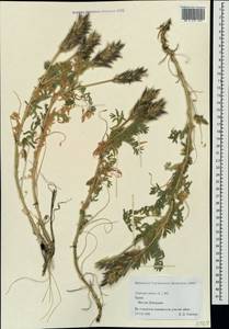 Oxytropis pilosa (L.)DC., Crimea (KRYM) (Russia)