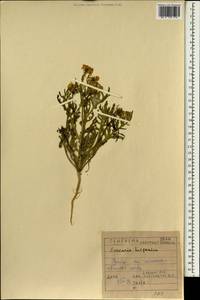 Erucaria hispanica (L.) Druce, South Asia, South Asia (Asia outside ex-Soviet states and Mongolia) (ASIA) (Iraq)