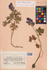 Aconitum firmum Rchb., Eastern Europe, West Ukrainian region (E13) (Ukraine)